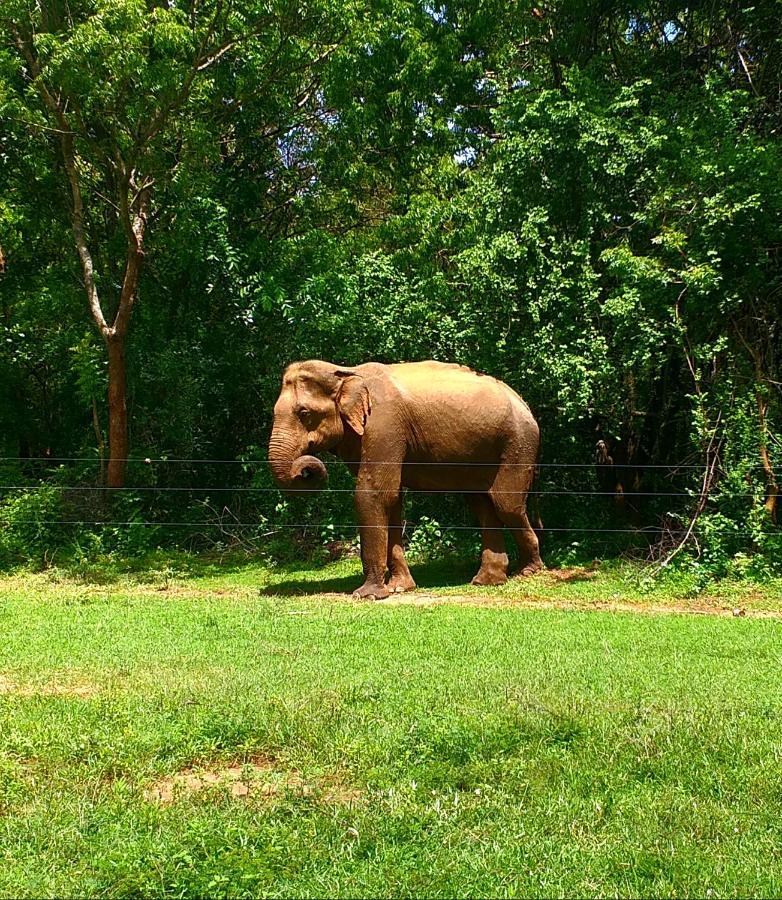Palm Land Eco Resort And Safari Tours Udawalawe Luaran gambar