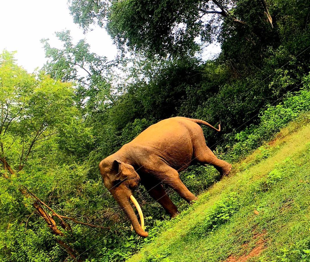 Palm Land Eco Resort And Safari Tours Udawalawe Luaran gambar