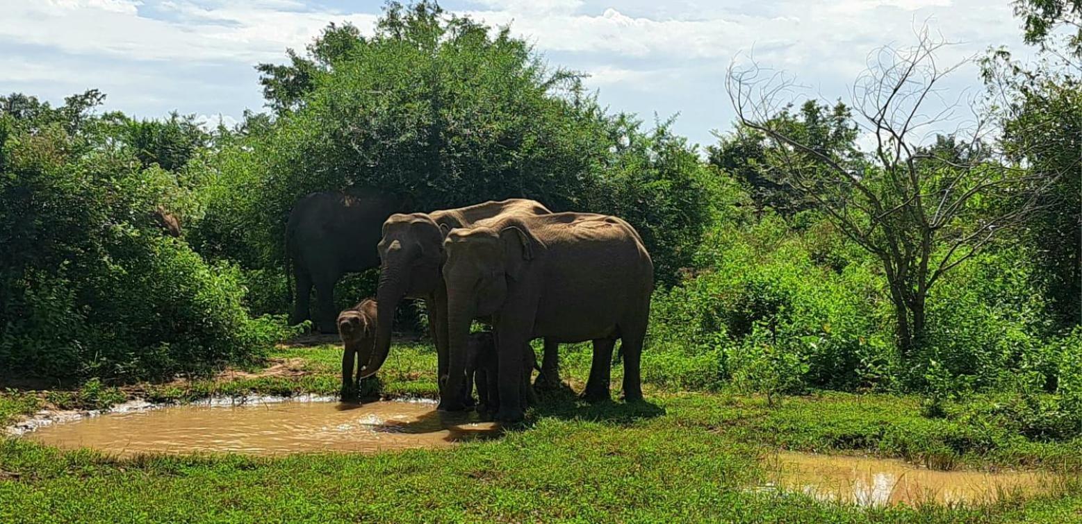 Palm Land Eco Resort And Safari Tours Udawalawe Luaran gambar